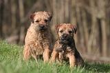 BORDER TERRIER 130